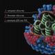 How do viruses differ from bacteria in nature and what are their features?
